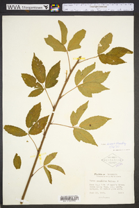 Rubus suus image