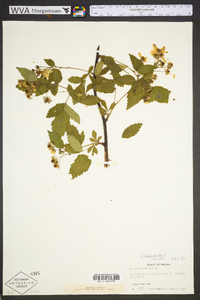 Rubus suus image