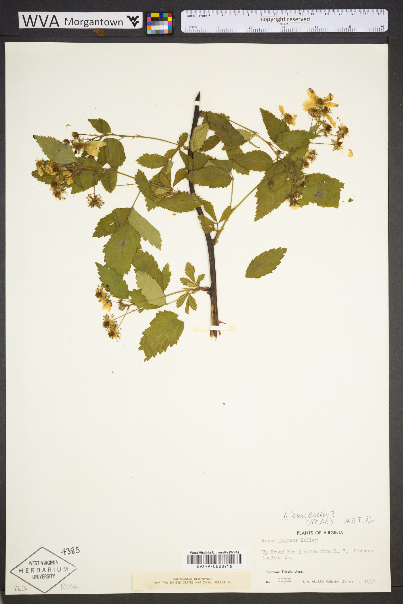 Rubus suus image