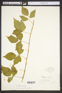 Rubus steelei image