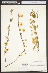 Rubus trivialis image