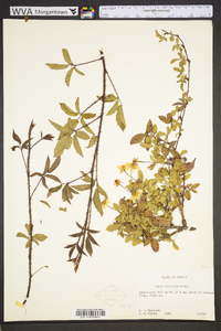 Rubus trivialis image