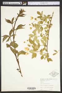 Rubus trivialis image