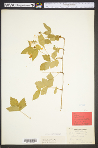 Rubus flagellaris image