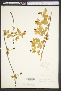 Rubus flagellaris image