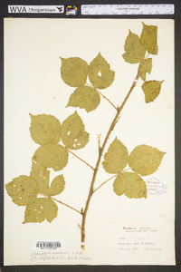 Rubus flagellaris image