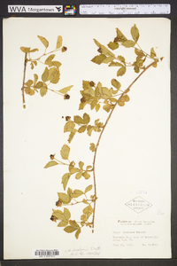 Rubus flagellaris image