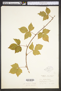 Rubus flagellaris image