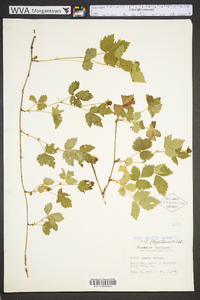 Rubus flagellaris image