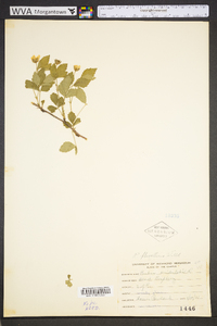 Rubus flagellaris image