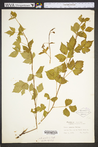 Rubus flagellaris image