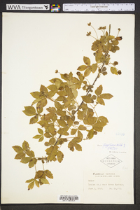 Rubus flagellaris image