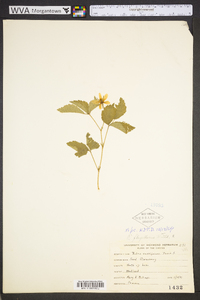 Rubus flagellaris image