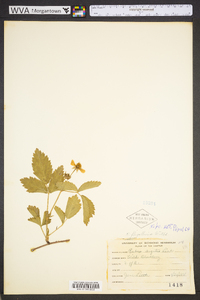 Rubus flagellaris image