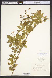 Rubus flagellaris image