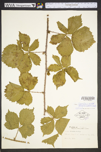 Rubus flagellaris image