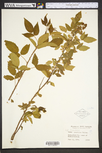 Rubus frondosus image