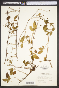 Rubus ictus image