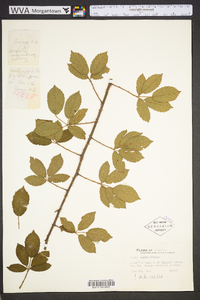 Rubus ictus image