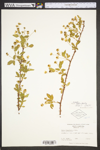 Rubus ictus image