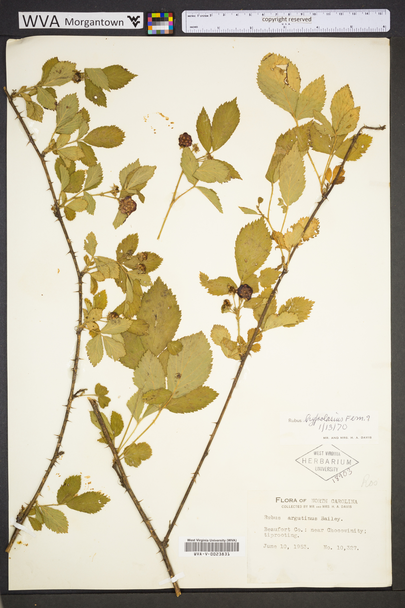 Rubus randolphiorum image