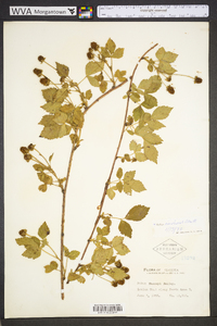 Rubus invisus image