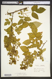 Rubus laudatus image