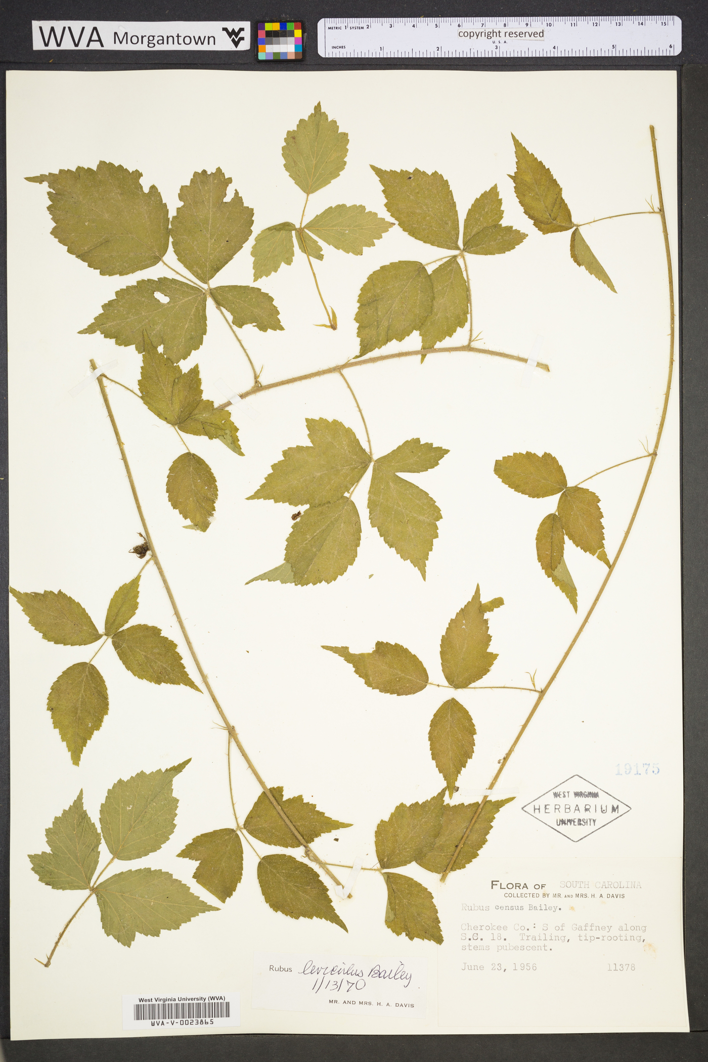 Rubus leviculus image