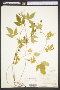 Rubus leviculus image