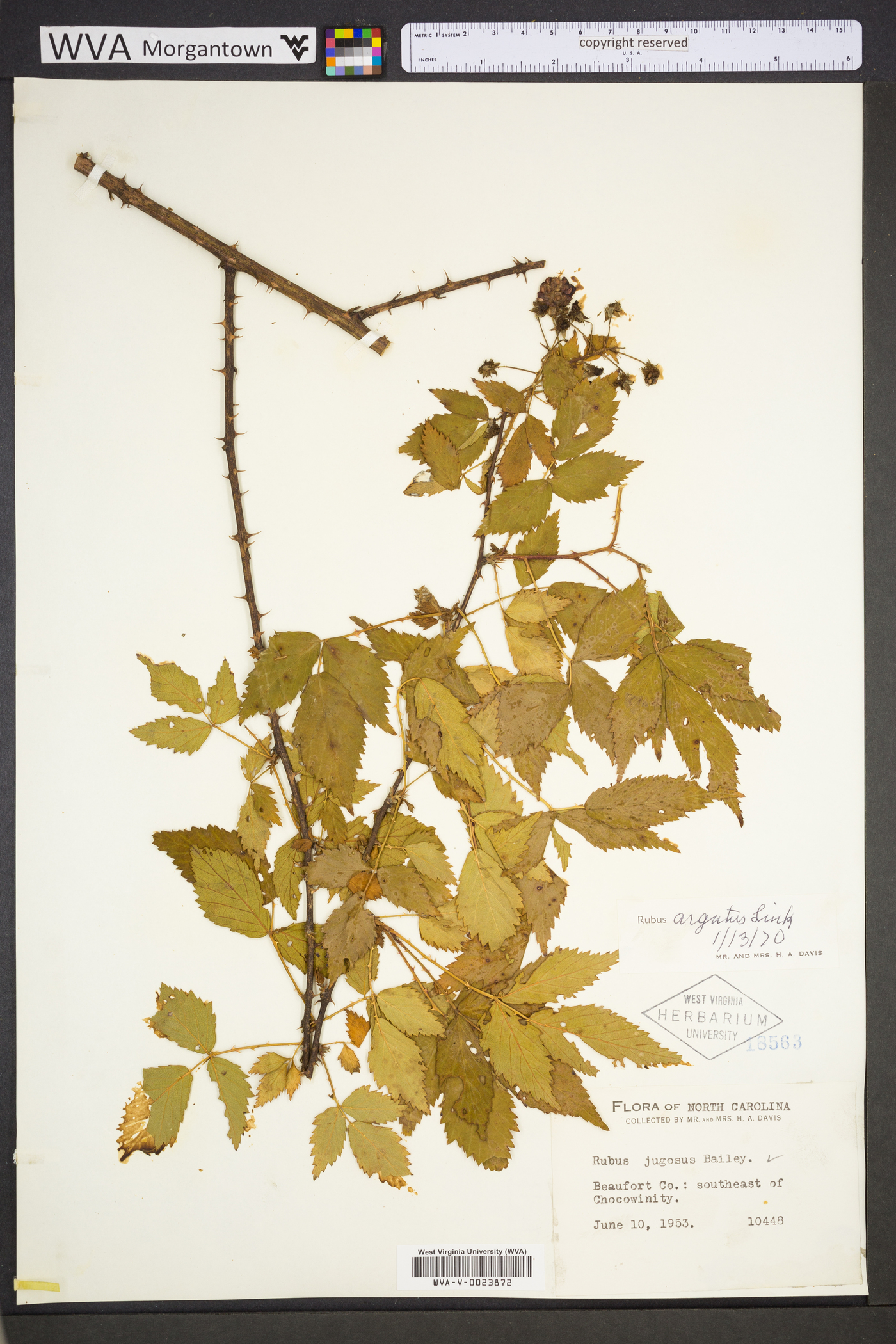 Rubus immanis image