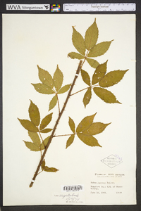 Rubus immanis image