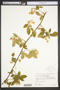 Rubus argutus image