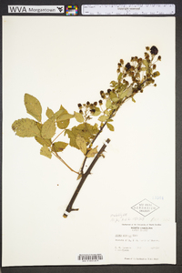 Rubus argutus image