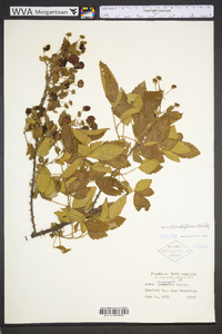 Rubus argutus image