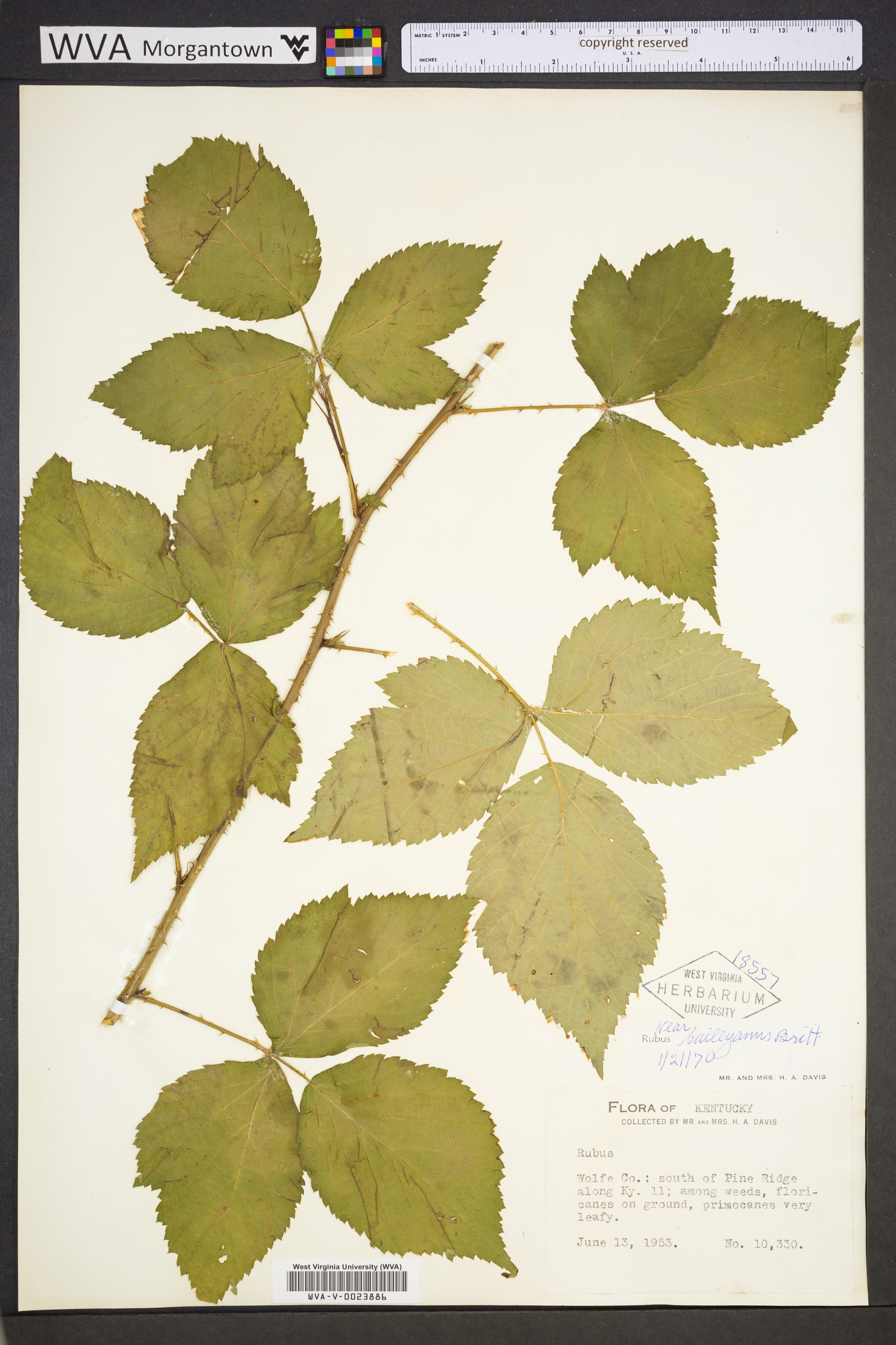 Rubus baileyanus image