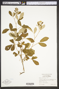 Rubus cuneifolius image