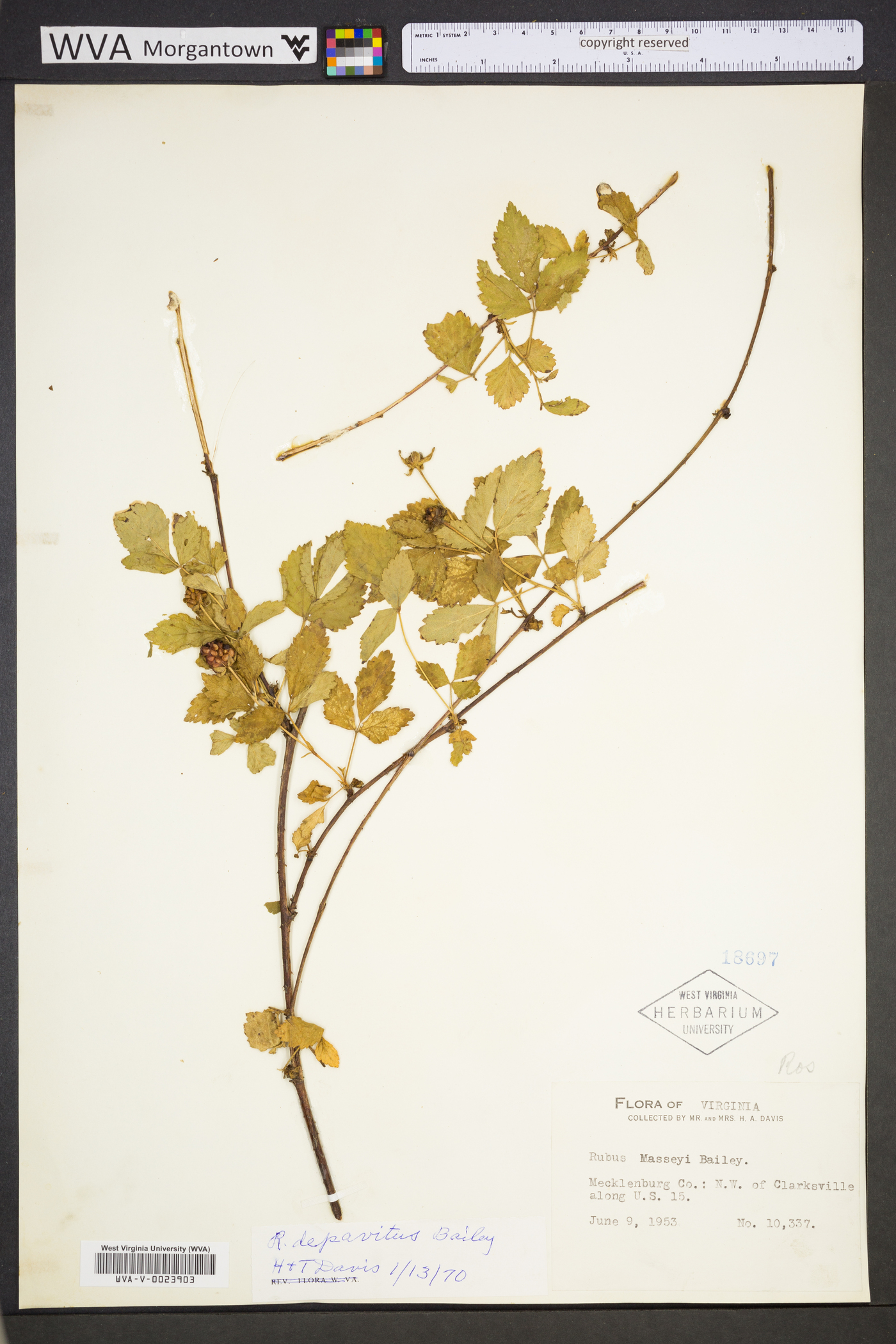 Rubus depavitus image