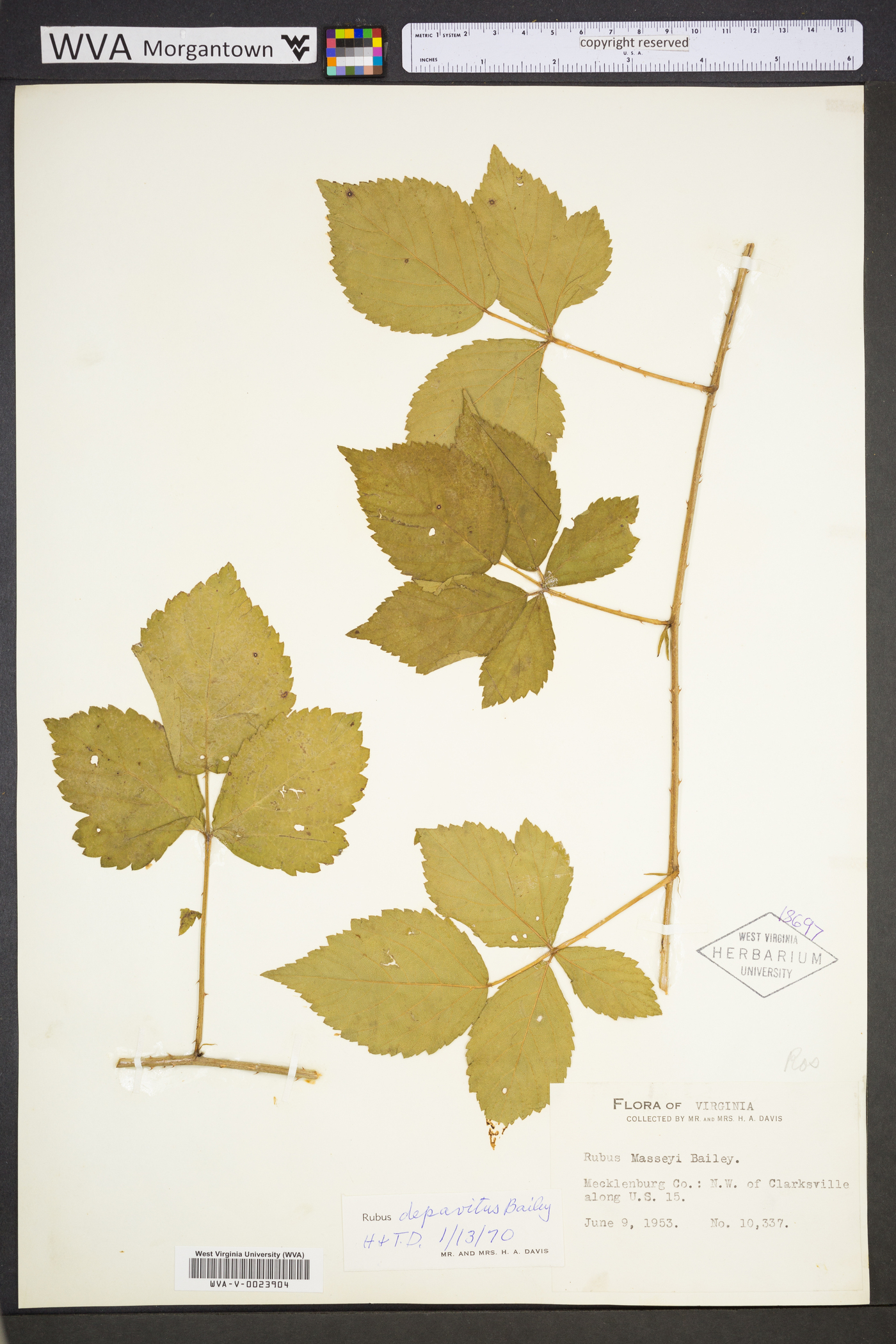 Rubus depavitus image