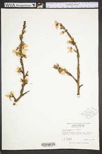 Prunus persica image