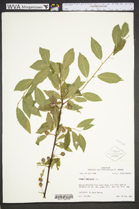 Prunus umbellata image