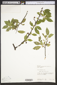 Prunus umbellata image