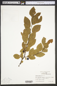 Prunus umbellata image