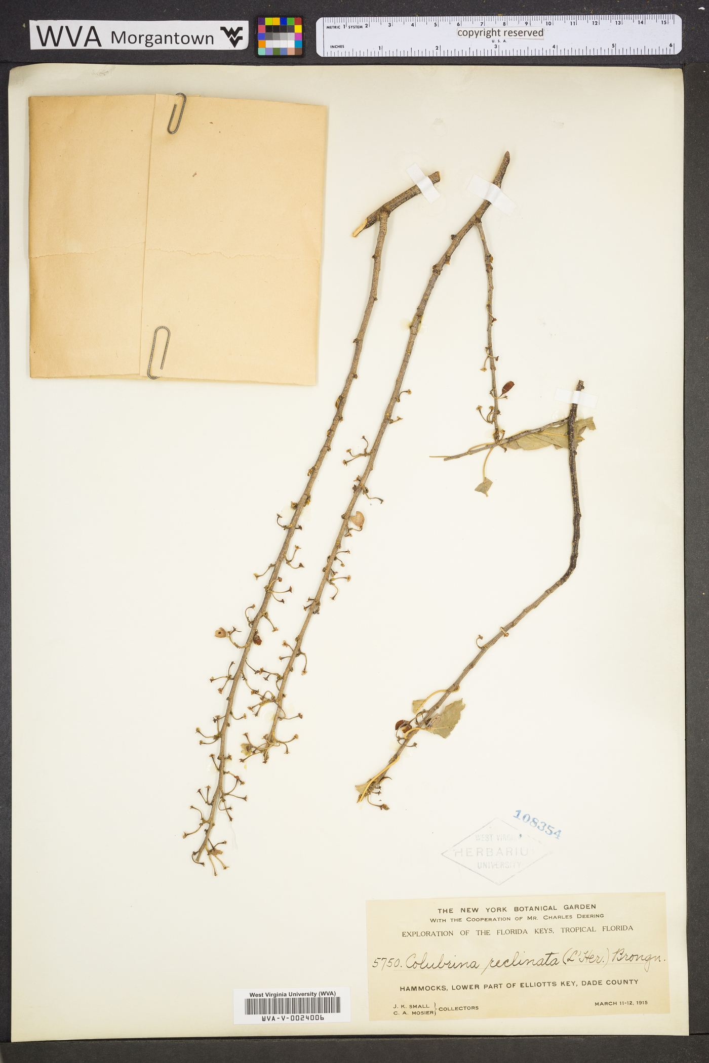 Colubrina elliptica image
