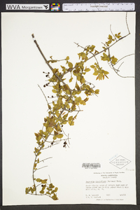 Sageretia minutiflora image