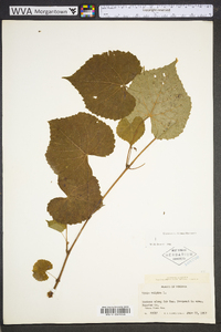 Vitis vulpina image