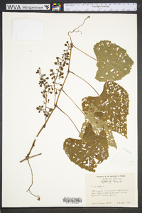 Vitis vulpina image