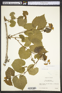 Vitis vulpina image