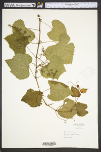 Vitis vulpina image