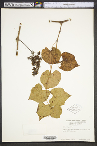 Vitis vulpina image