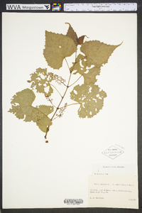 Vitis vulpina image